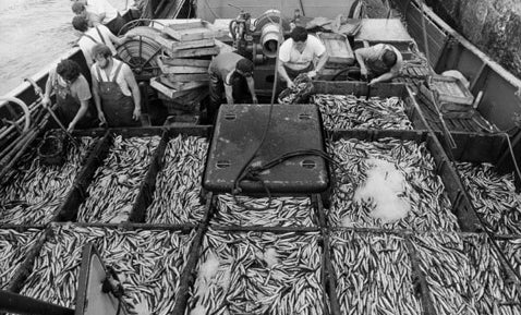 The Art of Fish Preserves