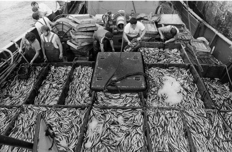 The Art of Fish Preserves