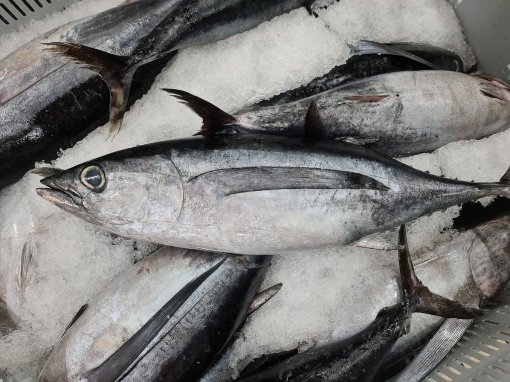 Bonito del Norte (White Tuna)