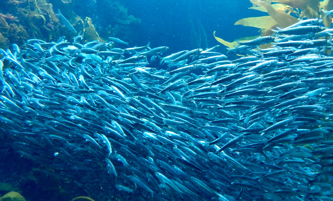 The Silver Harvest Begins