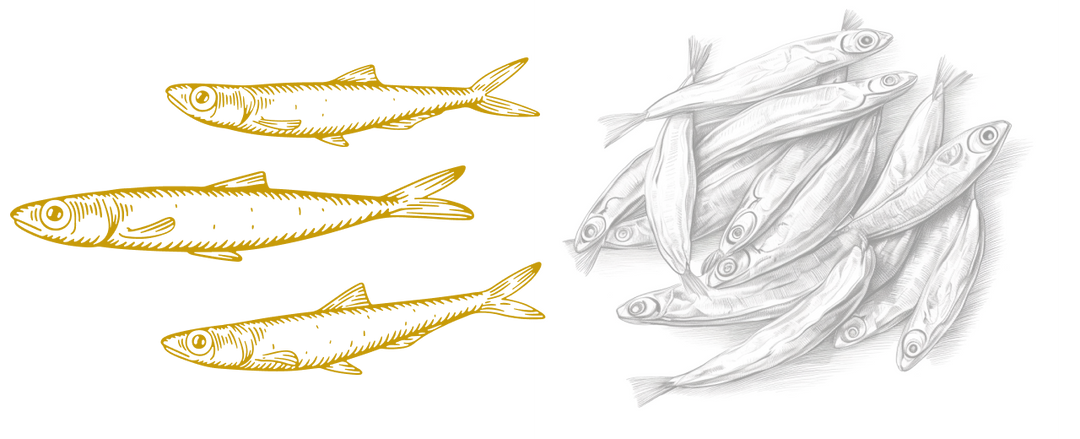 Anchovies monochrome illustration