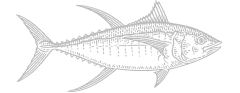 Yellow fin tuna monochrome illustration