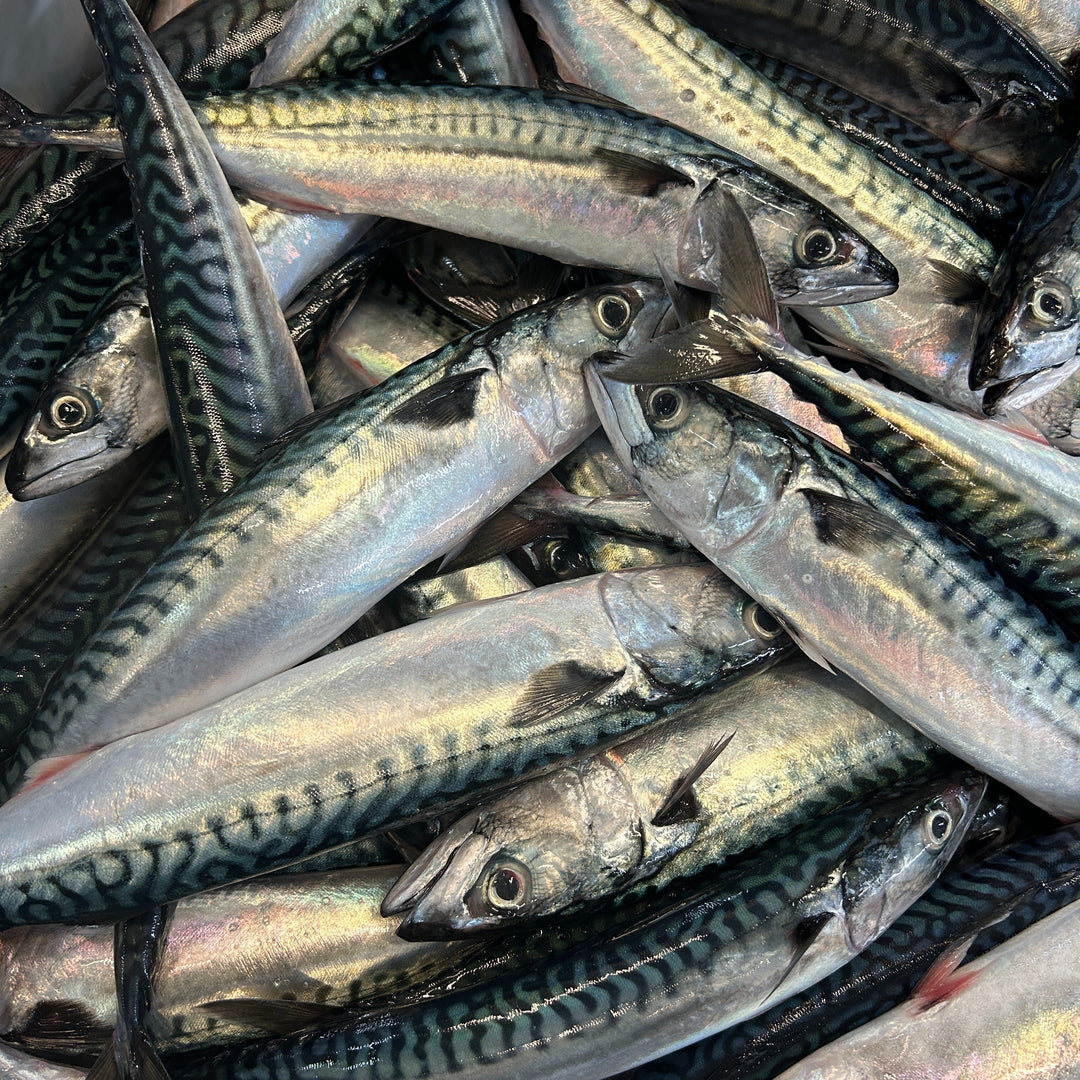 Mackerel Season: A Timeless Atlantic Tradition