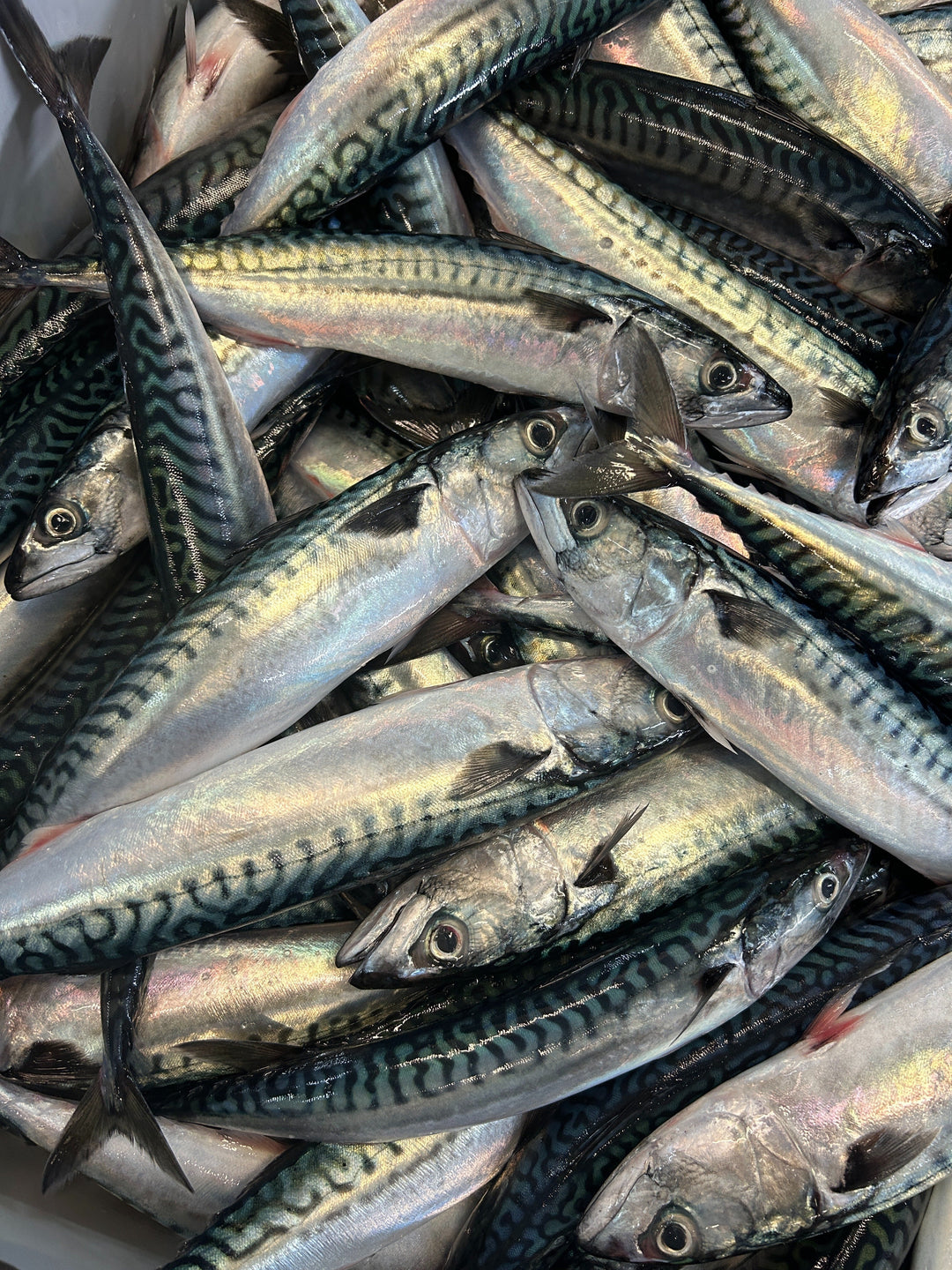 Mackerel Season: A Timeless Atlantic Tradition