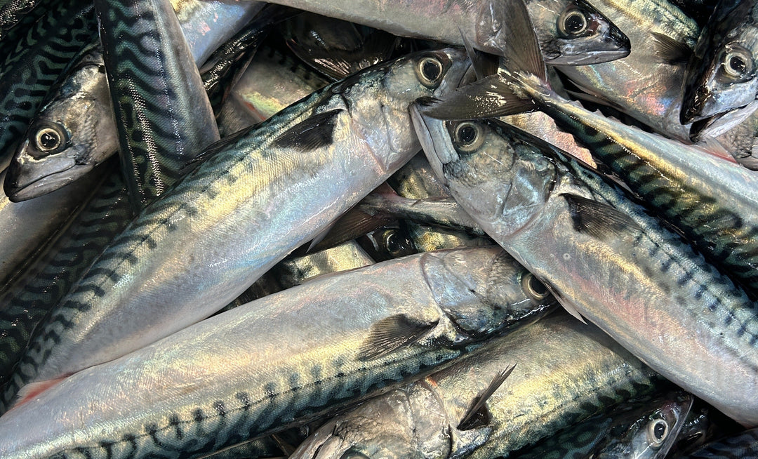 Mackerel Season: A Timeless Atlantic Tradition