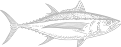 Monochrome illustration of a Bonito del Norte tuna