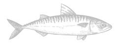 Monochrome illustration of a Mackerel