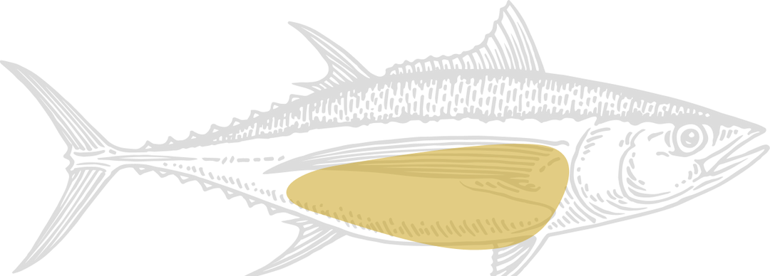 Monochrome illustration of tuna, highlighting the belly