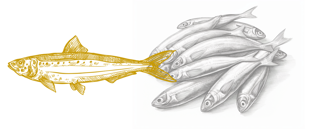Monochrome illustration of a pilchardus sardine